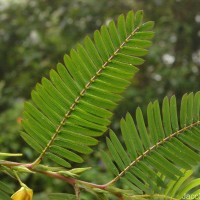 Chamaecrista nictitans (L.) Moench
